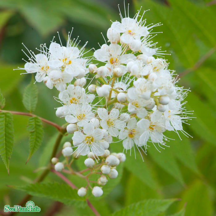 Sorbaria grandiflora 'Maia' E Busk C5