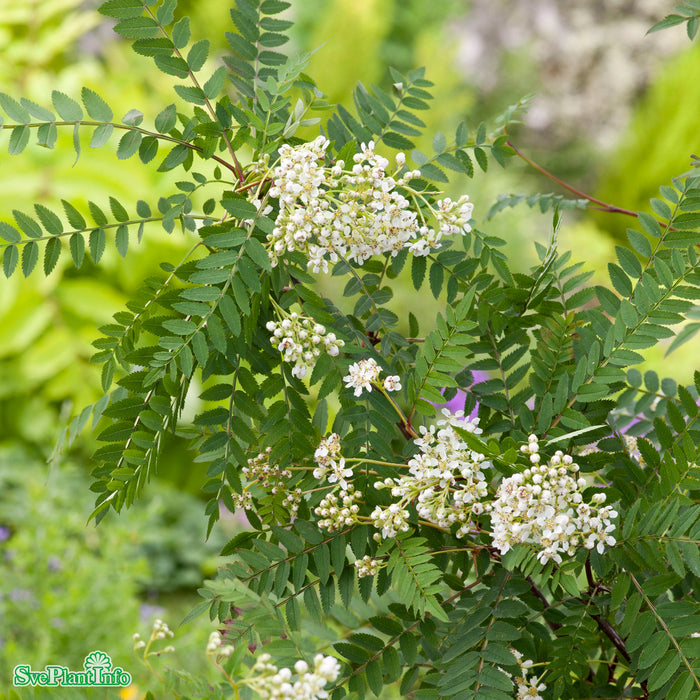 Sorbus frutescens fk 'Ås' E C5