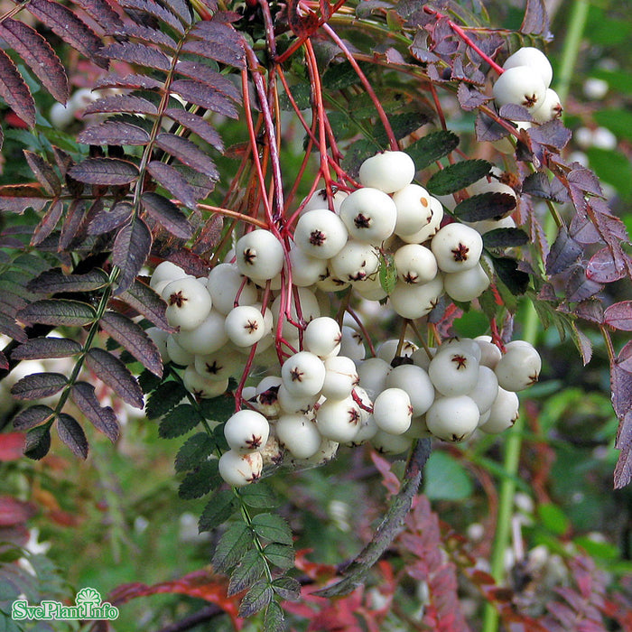 Sorbus frutescens fk 'Ås' E C5