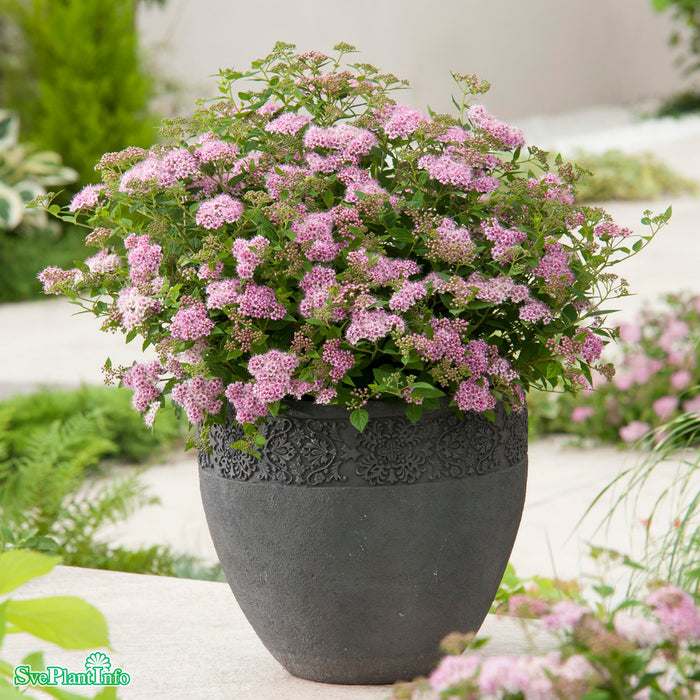 Spiraea japonica 'Little Princess'