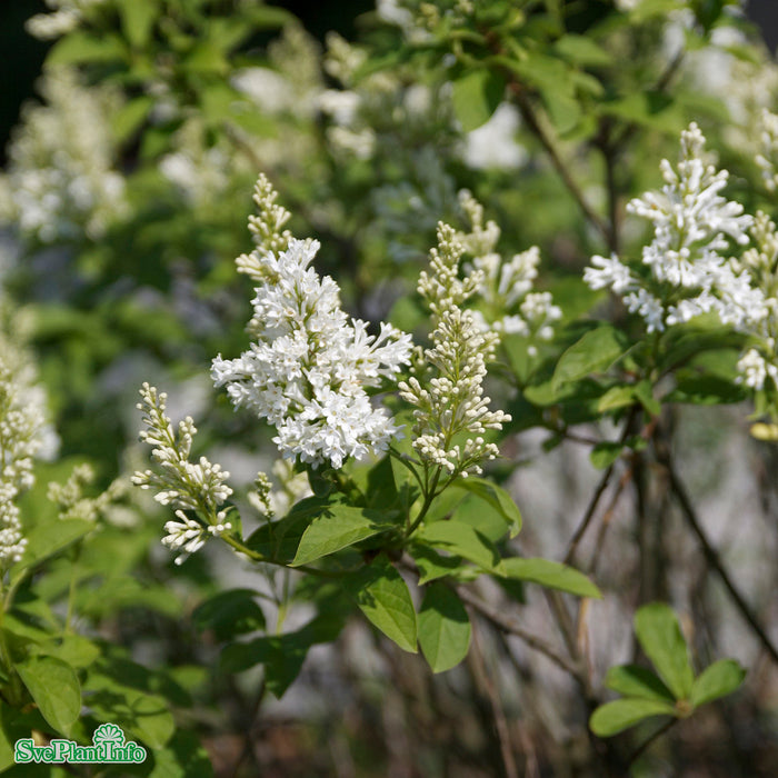 Syringa josikaea 'Holger' Solitär C25 100-125cm