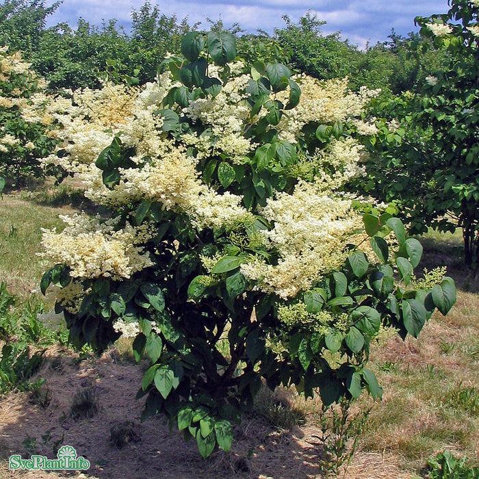 Syringa reticulata fk 'Enskede' E C5