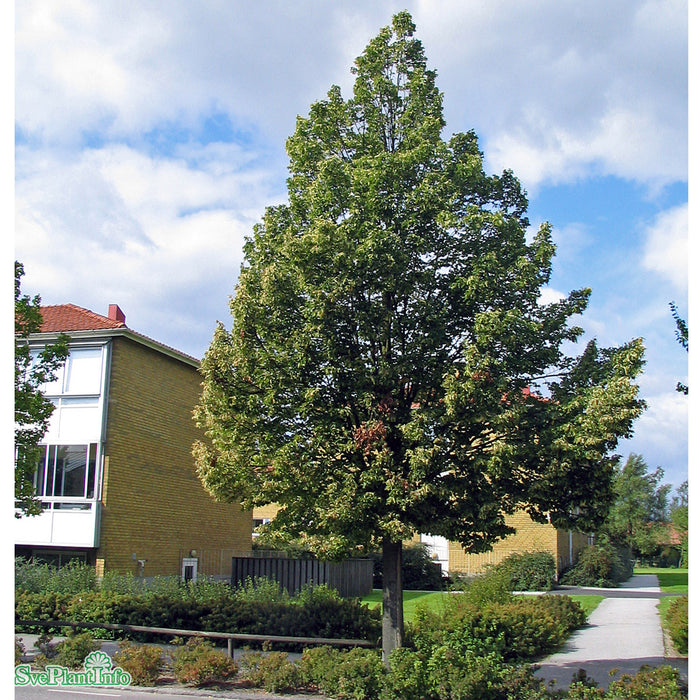 Tilia cordata Linn E Ungträd 200-250cm Co