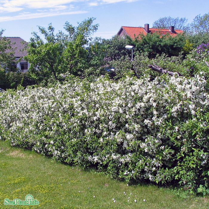 Malus tori. v. sargentii fk Eskilstuna E Solitär KL 150-175cm