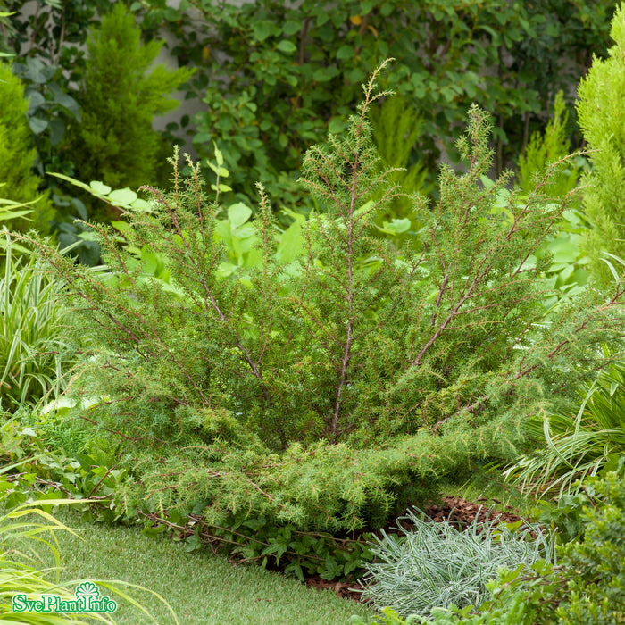 Juniperus communis Farvill E 40-50cm C5
