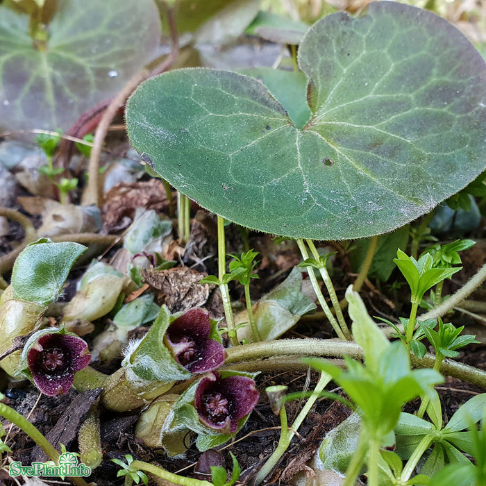Asarum europaeum A-kval