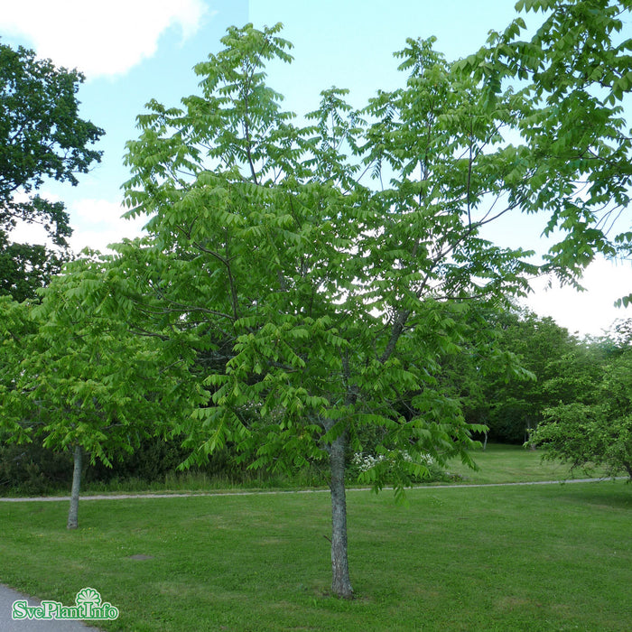 Juglans mandshurica Ungträd 125-150cm