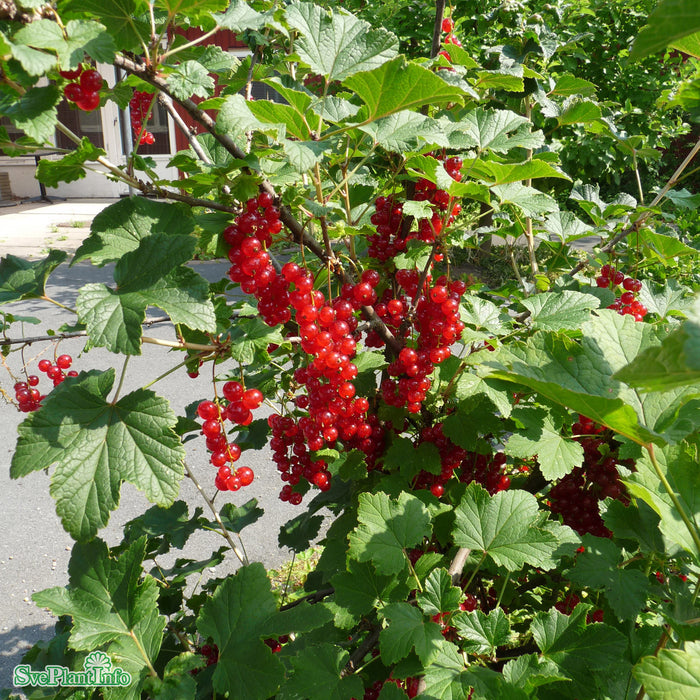 Ribes rubrum 'Rote Holländische' D3,4 30-40cm