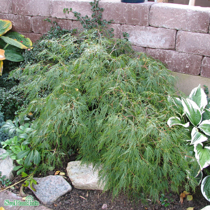 Acer palmatum (Dissectum) 'Dissectum' Solitär C35 80-100cm