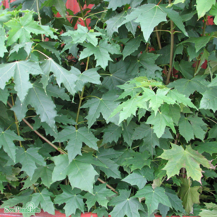 Acer platanoides Högstam Kl So 14-16
