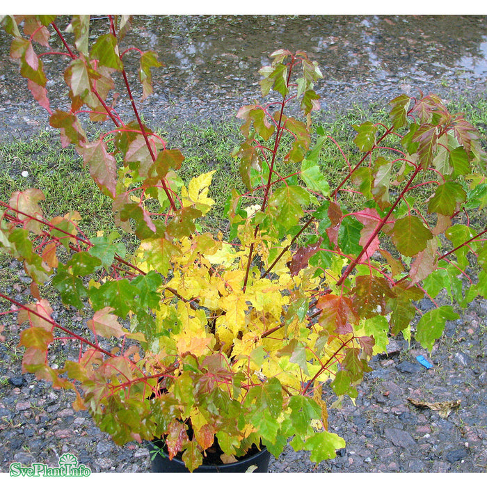 Acer ginnala C20 150-175cm