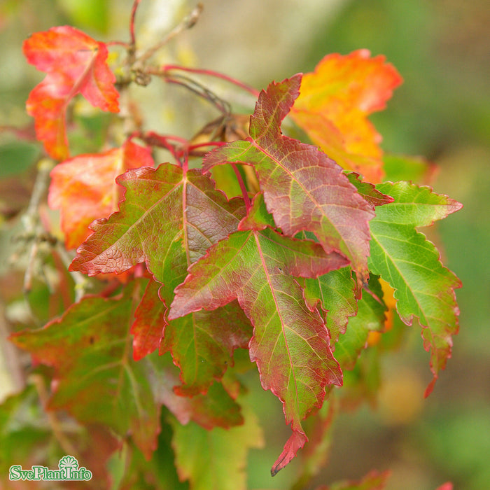 Acer tataricum ssp. ginnala C5