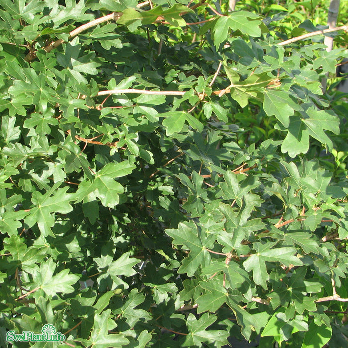 Acer campestre Spaljé Stam 200cm C50 So 14-16