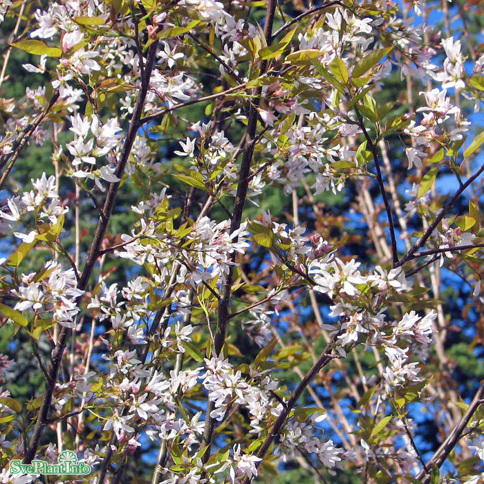 Amelanchier x grandiflora 'Robin Hill' Högstam C35 So 8-10