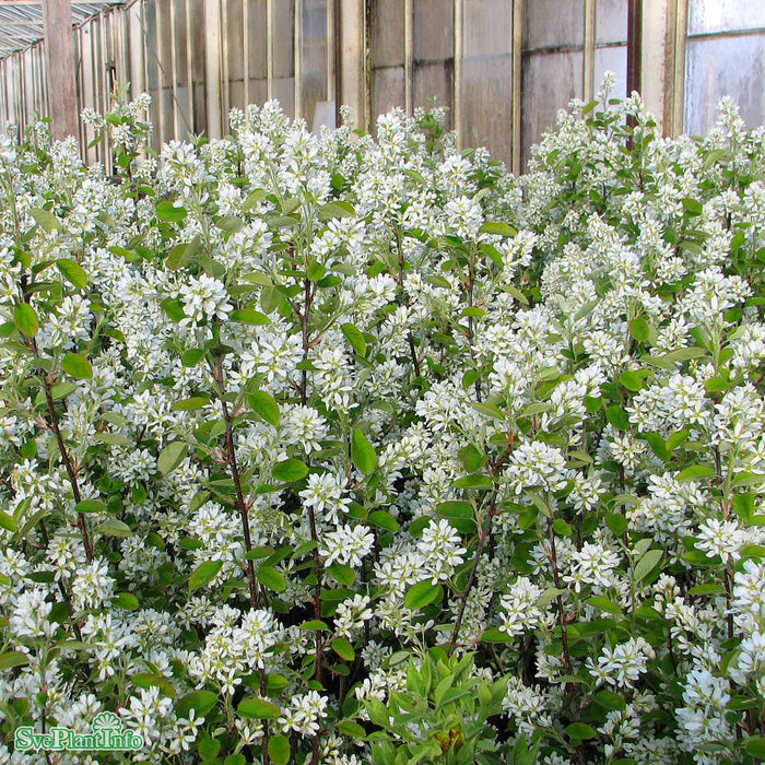 Amelanchier alnifolia Fk Alvdal E Busk C3,5