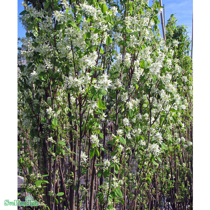 Amelanchier alnifolia 'Obelisk' C18 100-125cm