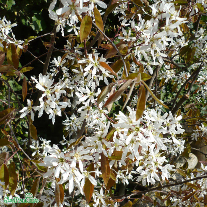 Amelanchier lamarckii Paraplyform Kl flerstammad 100-150 175-200cm