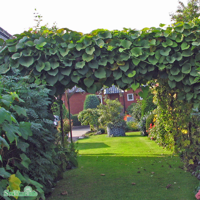 Aristolochia macrophylla A-Kval C2