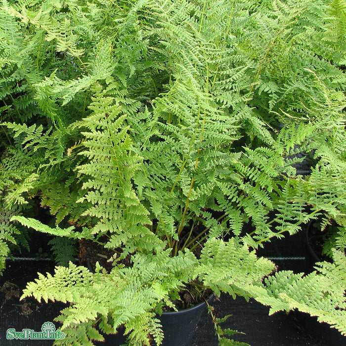 Athyrium filix-femina A-kval
