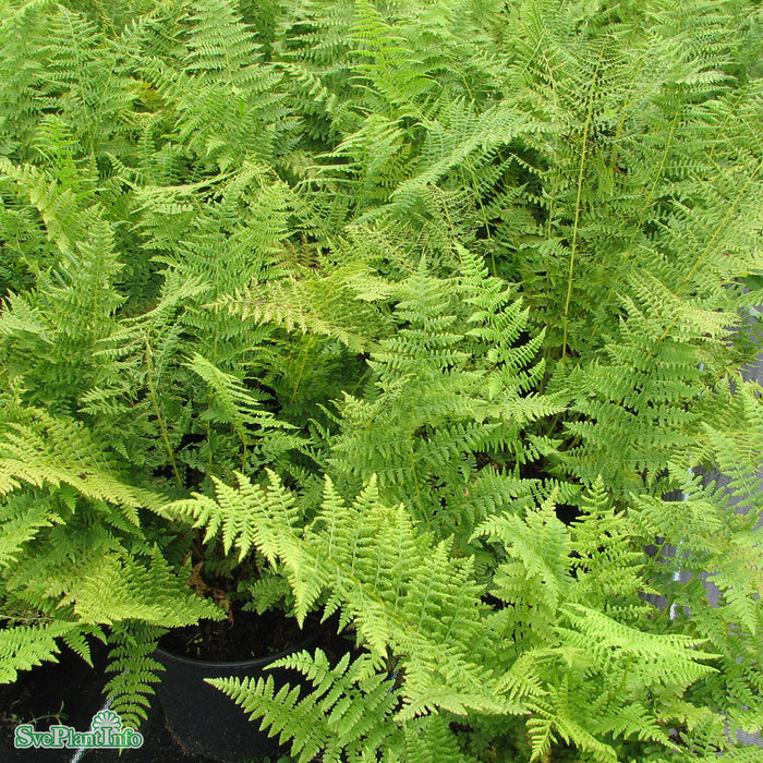 Athyrium filix-femina A-kval