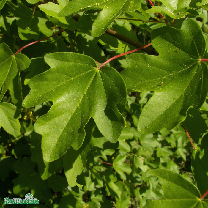 Acer campestre Spaljé Stam 200cm C50 So 14-16