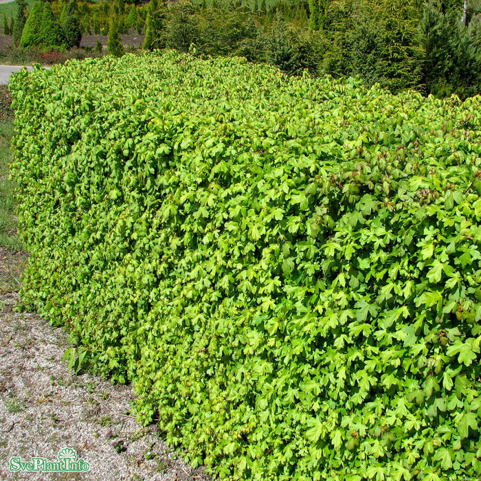 Acer campestre Spaljé Stam 200cm C50 So 14-16