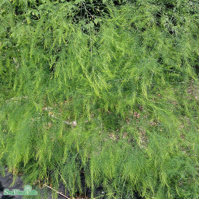Asparagus officinalis 'Gijnlim' A-kval C2