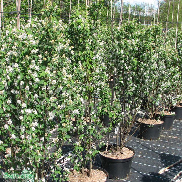 Amelanchier alnifolia 'Obelisk' C18 100-125cm