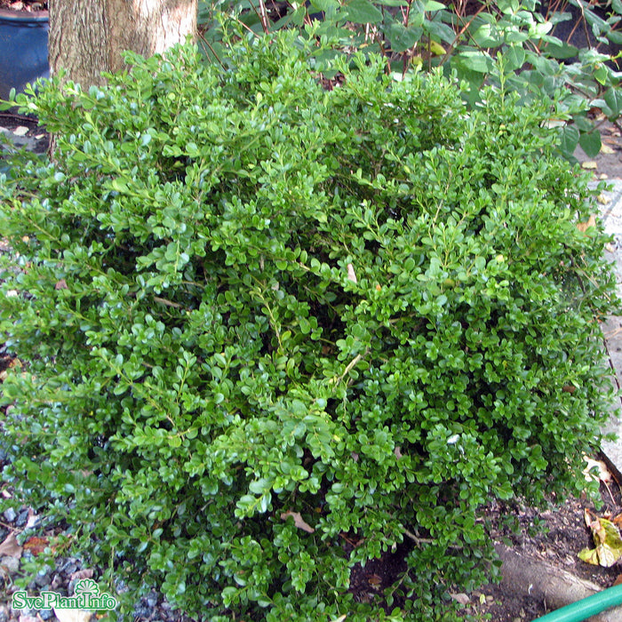 Buxus microphylla 'Faulkner' Klotform C 60-70cm