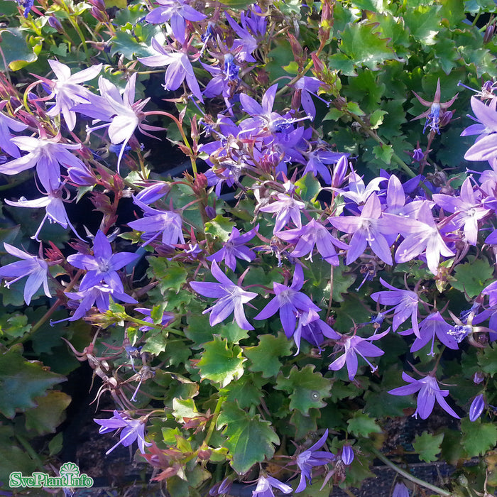 Campanula poscharskyana 'Stella' A-kval