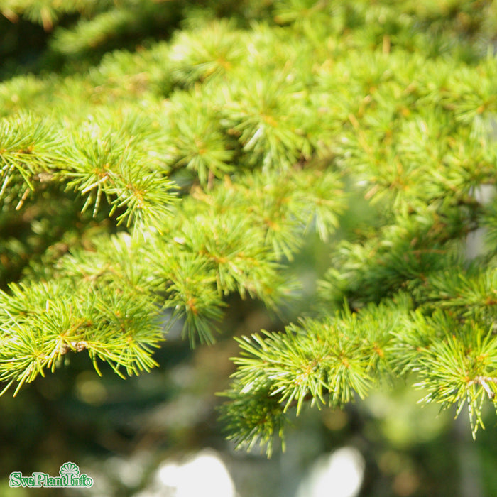 Cedrus libani Solitär C20 80-100cm