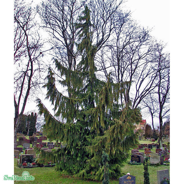 Chamaecyparis nootkatensis 'Pendula' Solitär C35 100-125cm