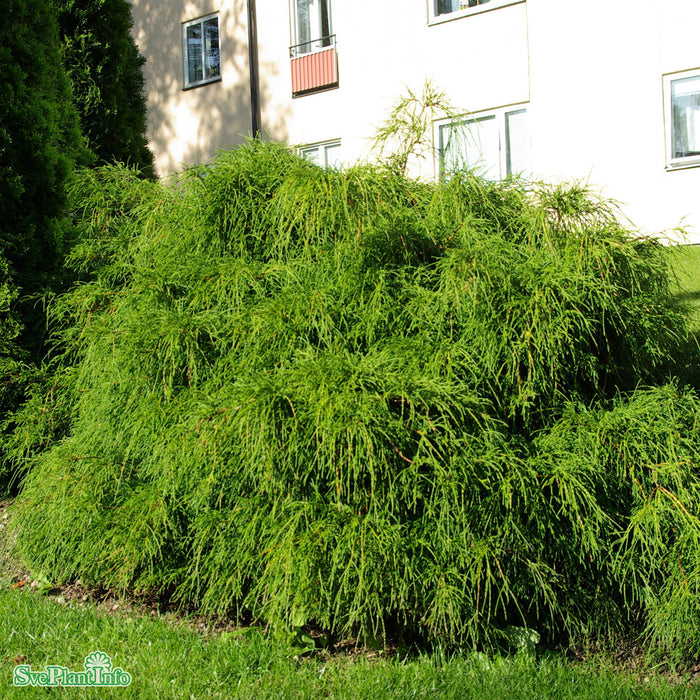 Chamaecyparis pisifera 'Filifera Nana' Solitär C15 50cm