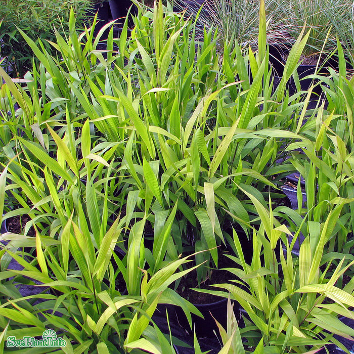Chasmanthium latifolium A-kval