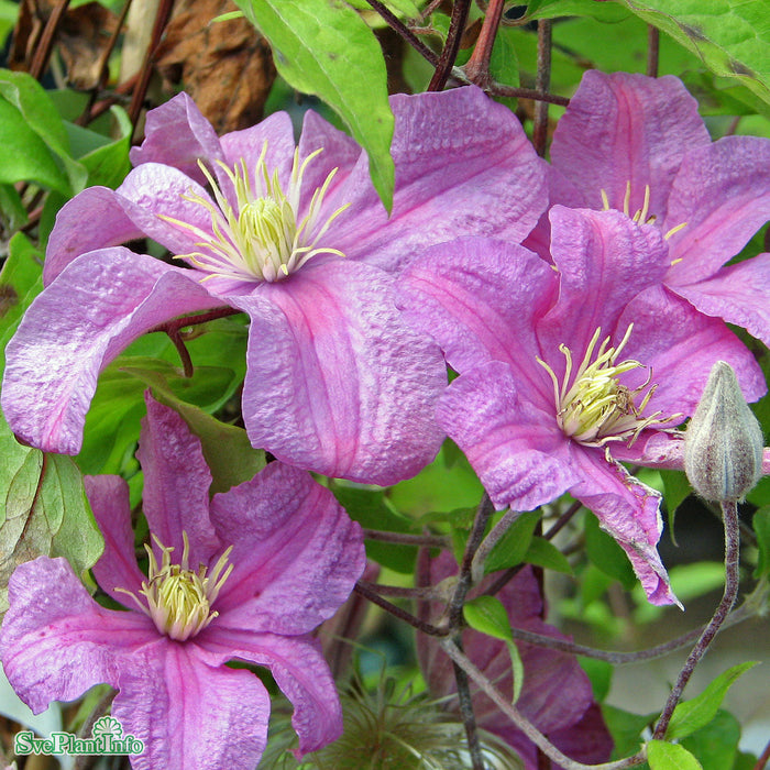 Clematis (SS) 'Comtesse de Bouchaud' A-kval C2