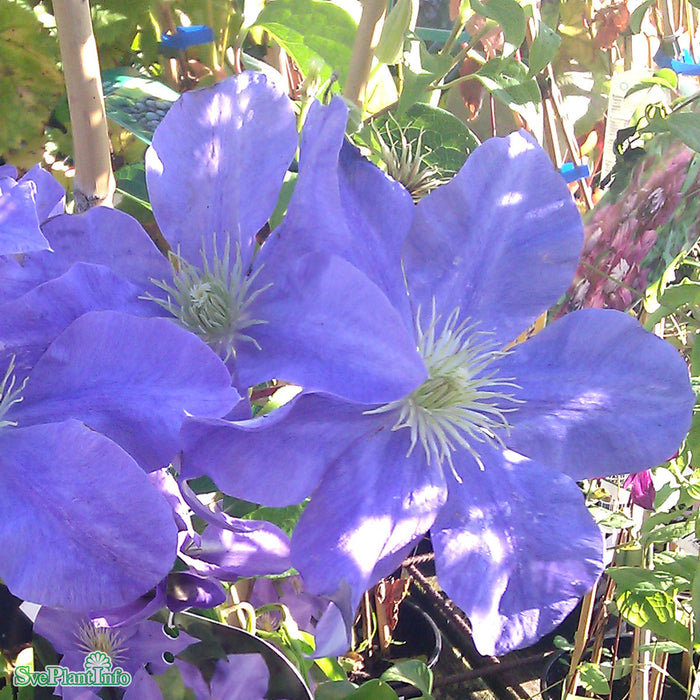 Clematis 'Fuji-musume' A-kval C2
