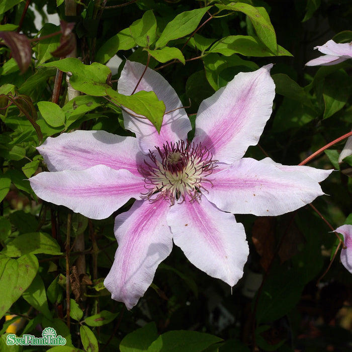 Clematis 'Nelly Moser' C2