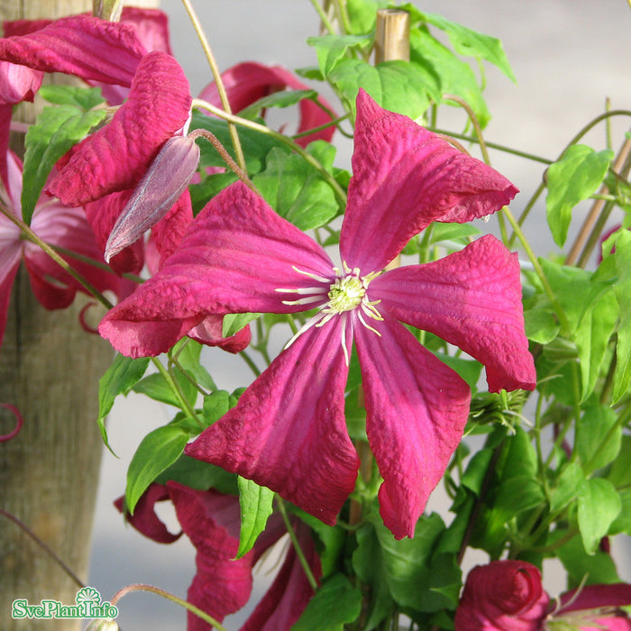 Clematis (Vitic.) 'Mme Julia Correvon' A-kval C2