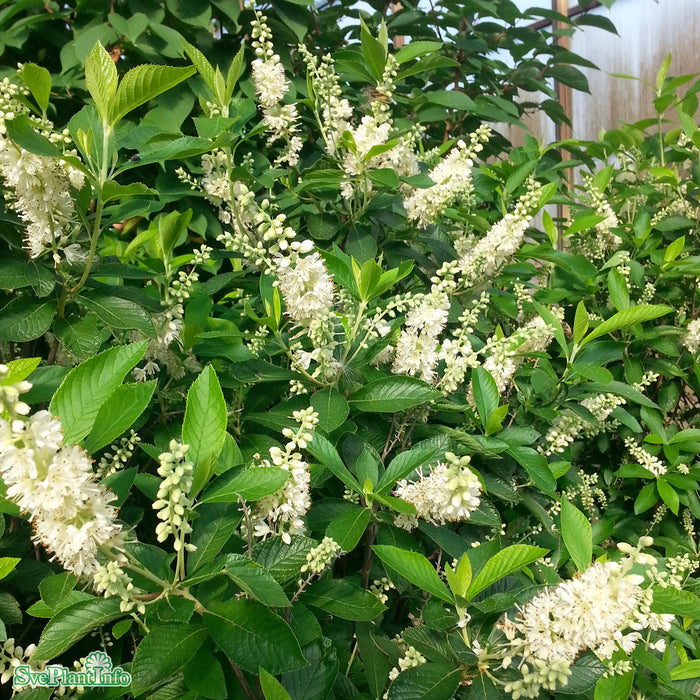 Clethra alnifolia Solitär C20 100-125cm