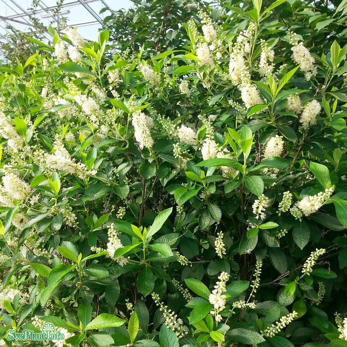 Clethra alnifolia Solitär C20 100-125cm