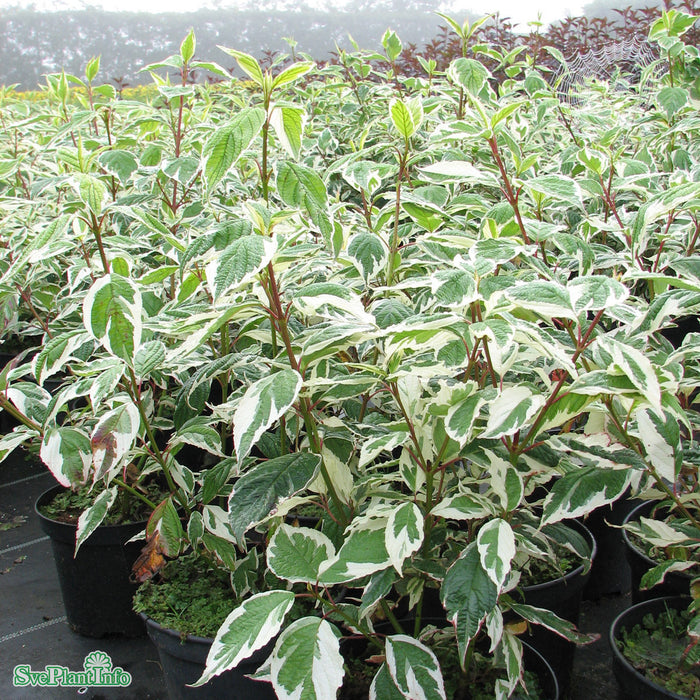 Cornus alba 'Sibirica Variegata' Busk C5