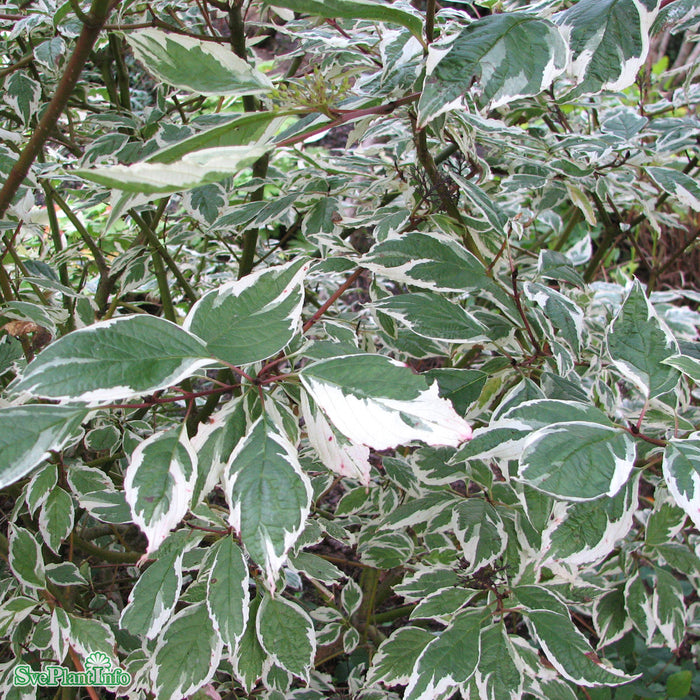 Cornus alba 'Sibirica Variegata' Solitär C10 80-100cm