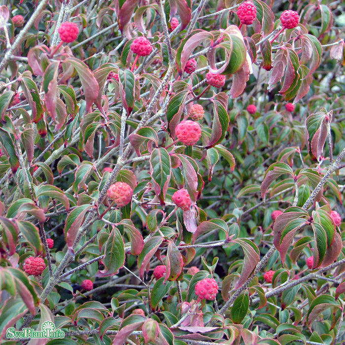 Cornus kousa var. chinensis 'China Girl' C18 XXL 125-150cm