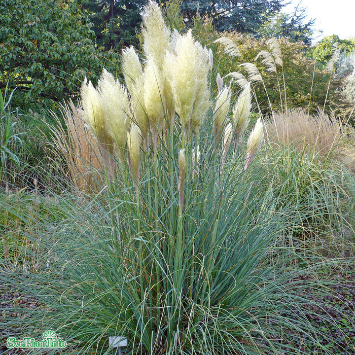 Cortaderia selloana 'Pumila' C18 XXL
