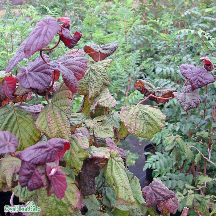 Corylus avellana 'Red Majestic' Busk C5
