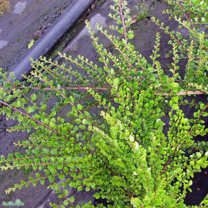 Cotoneaster horizontalis Busk C5