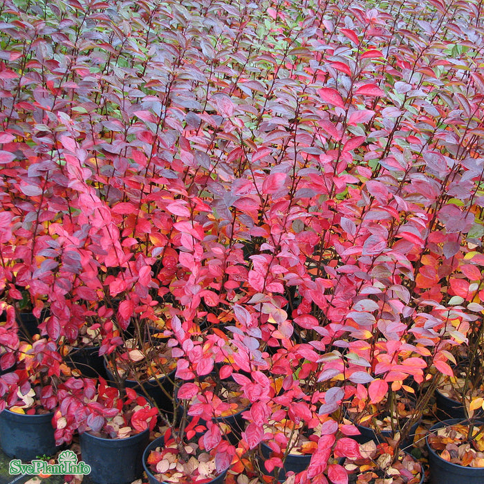 Cotoneaster lucidus Busk C3,5