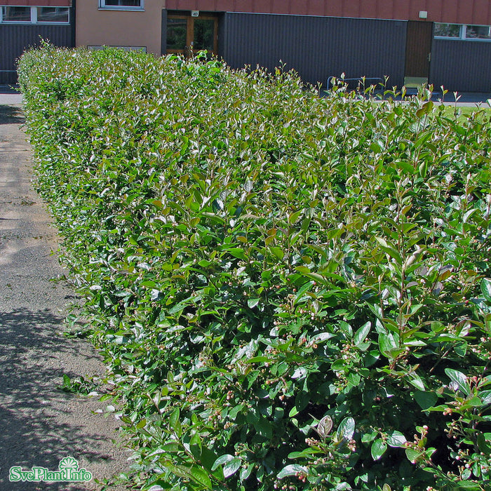 Cotoneaster lucidus Busk C3,5