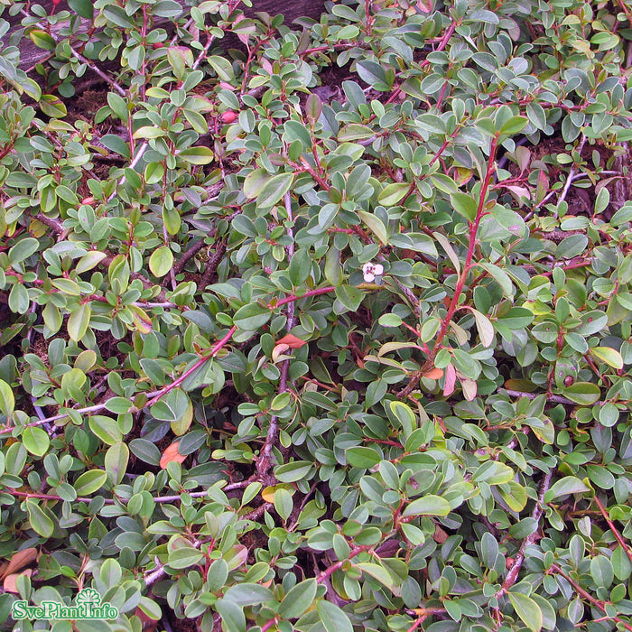 Cotoneaster radicans 'Eichholz' Busk C 20-30cm