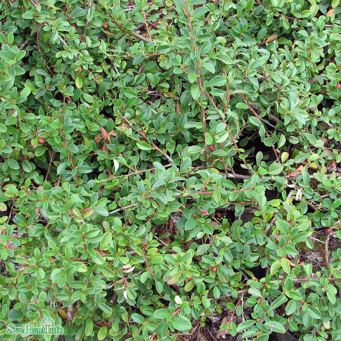 Cotoneaster radicans 'Eichholz' C1,3